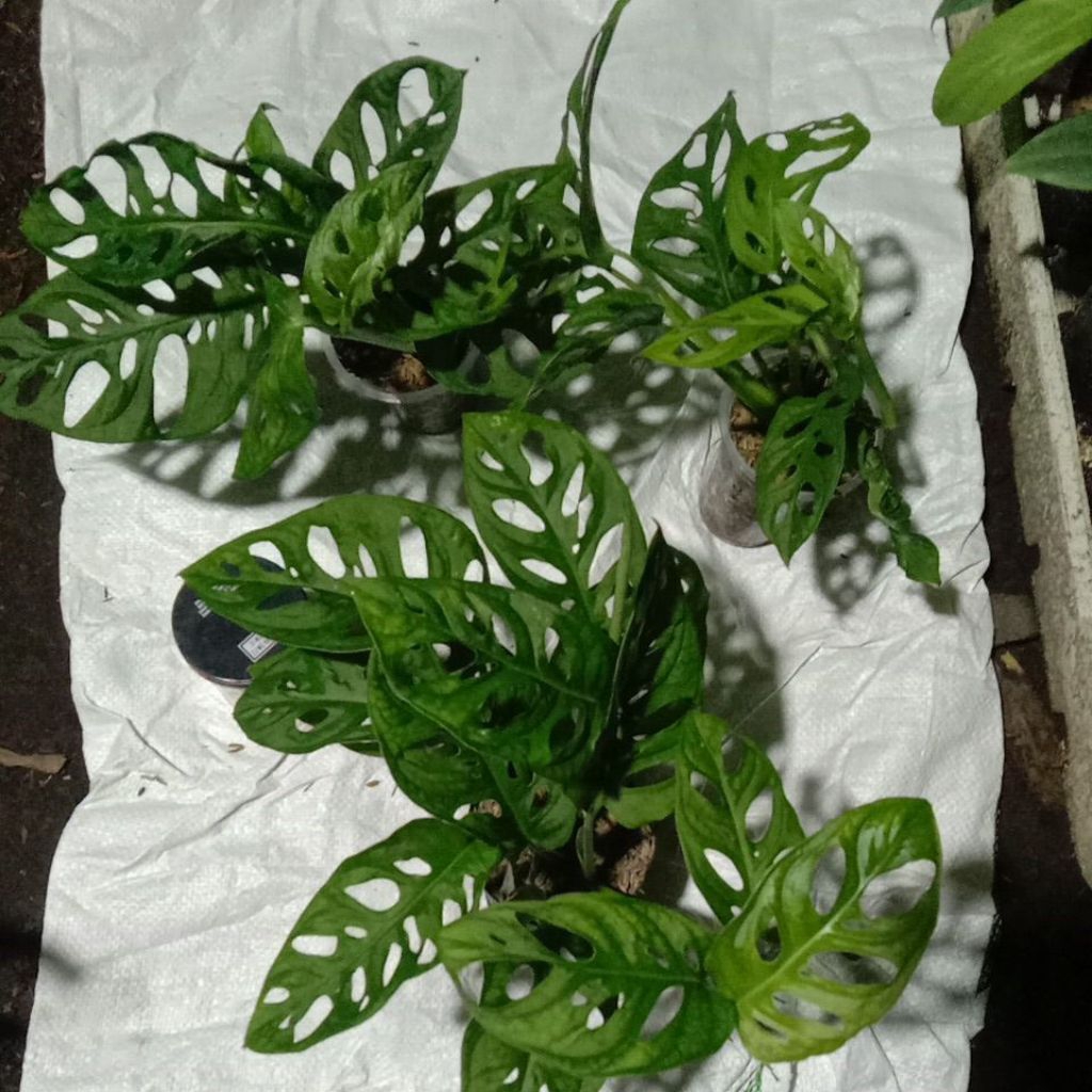 Janda bolong Acuminata trah varigata paketan 3 plan