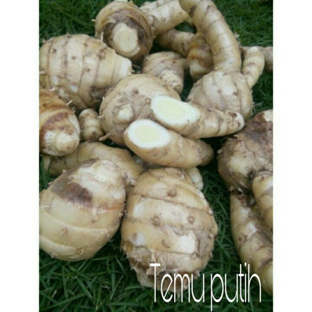 Kunyit Putih Segar 1 kg - Manfaat Kesehatan, Anti-Inflamasi, Aroma Harum
