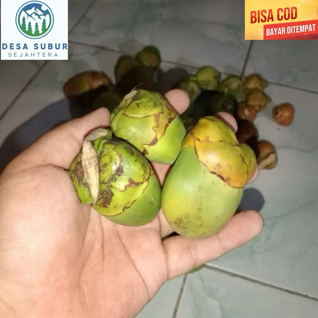 Buah Kelapa Muda/Beluluk/Cengkir Kemasan 5kg