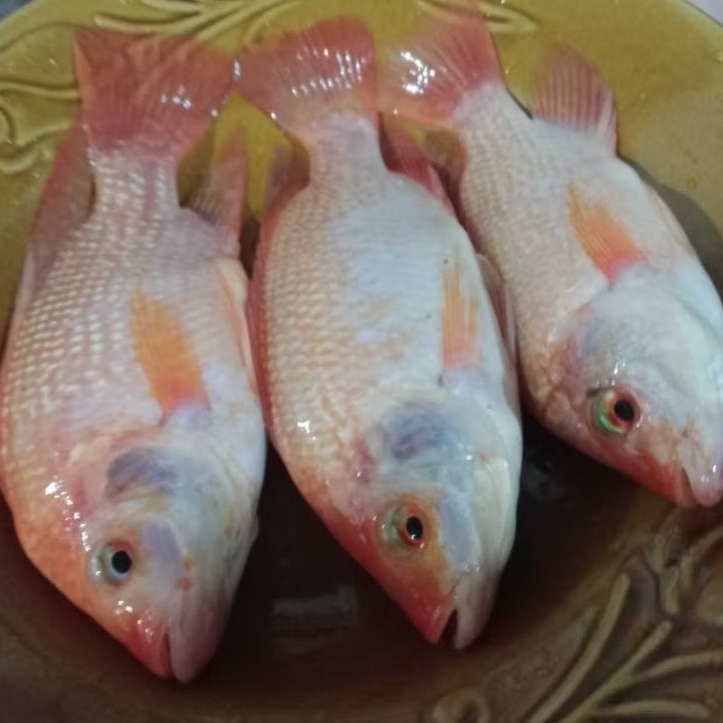 NILA MERAH