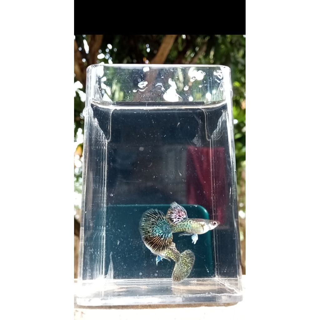 GUPPY RED DRAGON