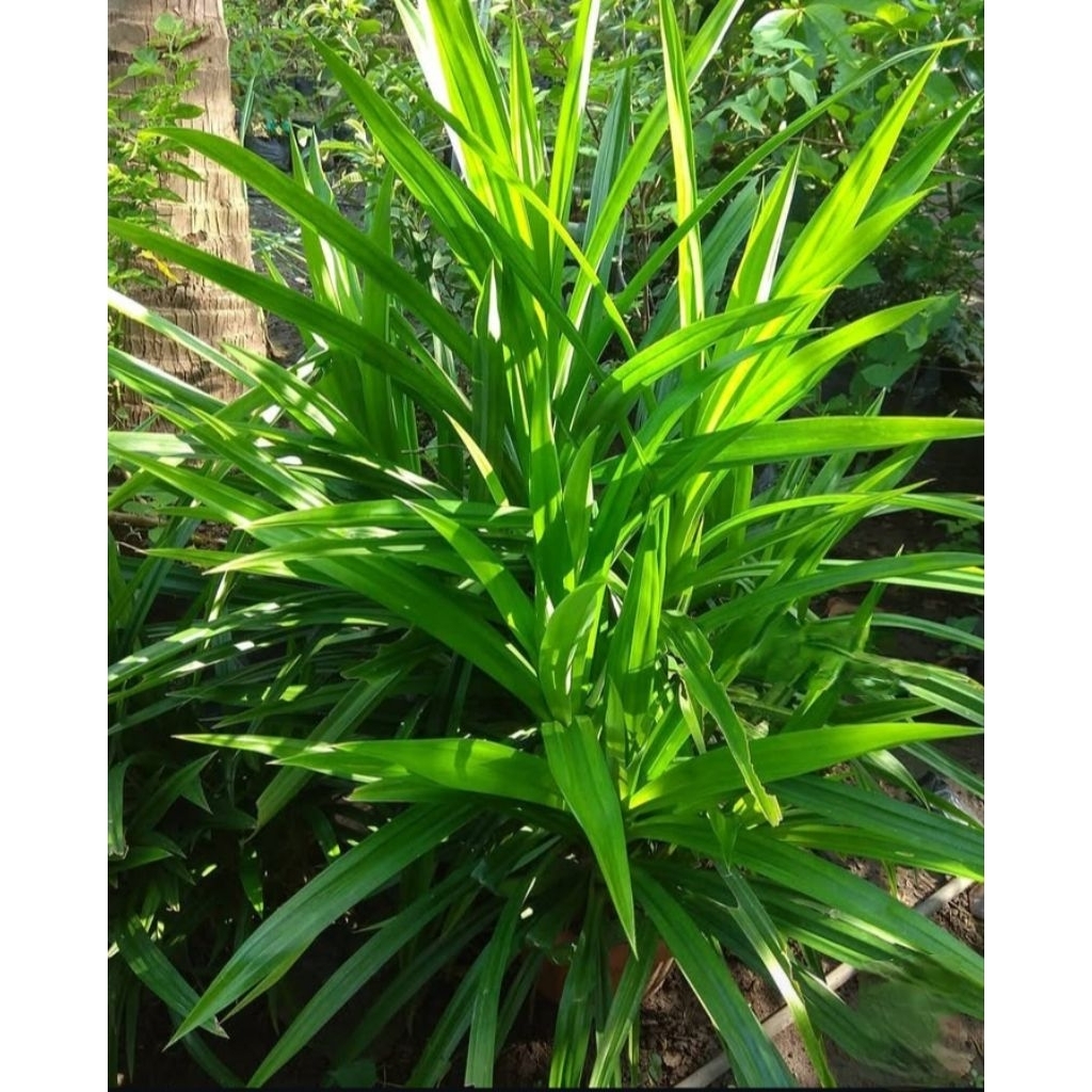 Daun pandan wangi cocok untuk pengharum masakan