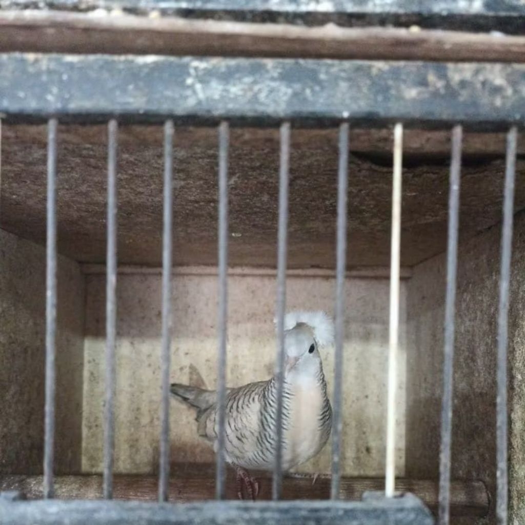 BURUNG PERKUTUT SILVER SONGGORATU