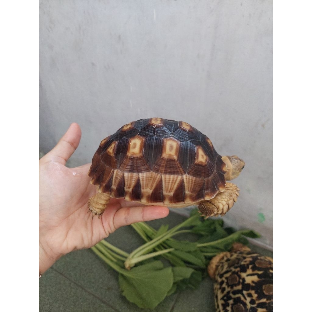 mainan sulcata tiger
