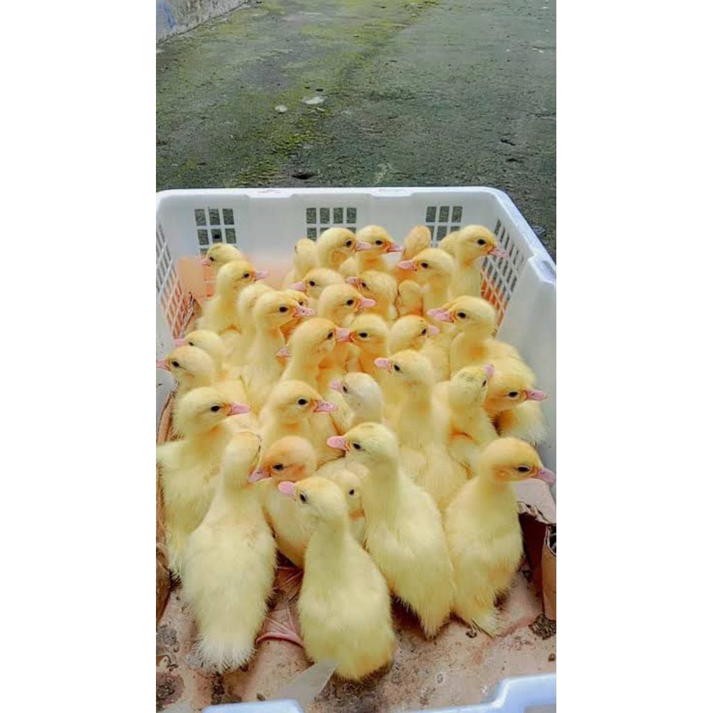 Entok Blitar Jumbo LP asli Original