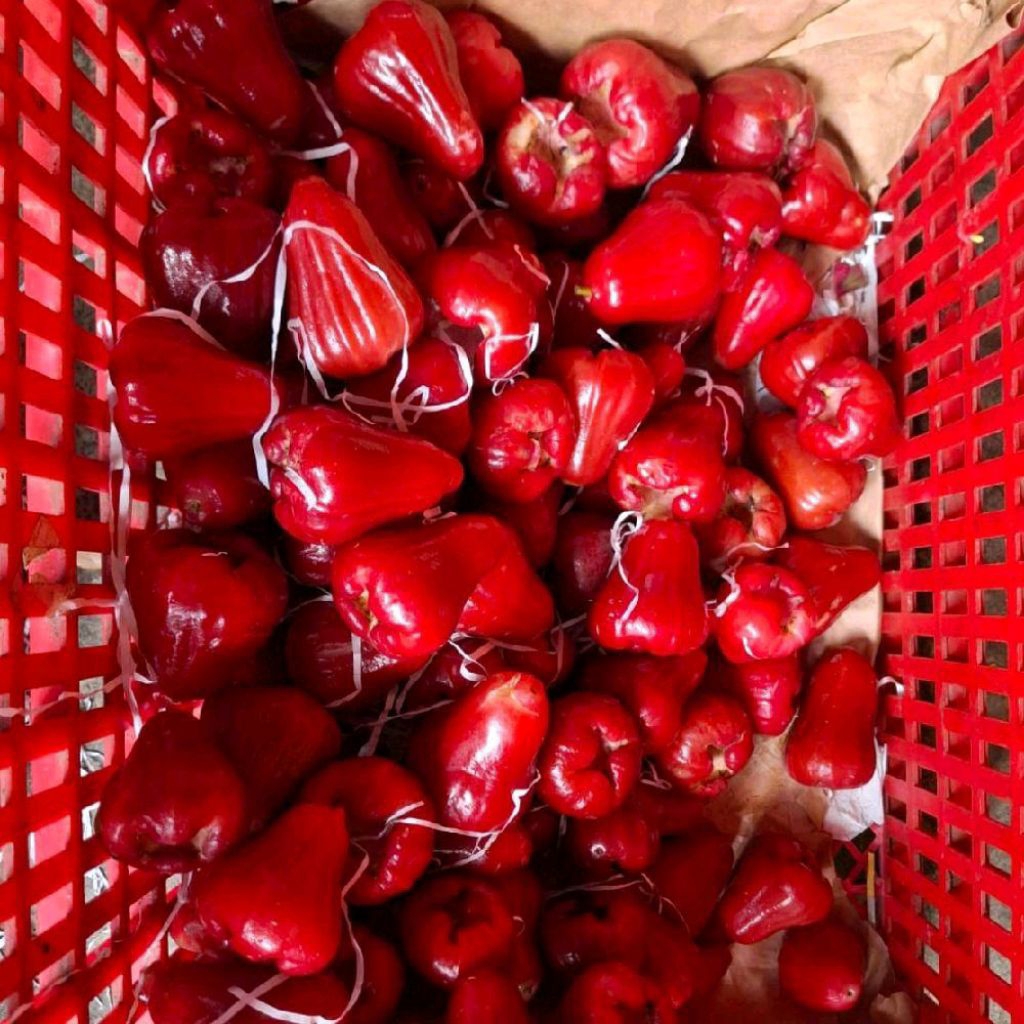 Buah jambu citra red super manis jambu king citra 1 kg