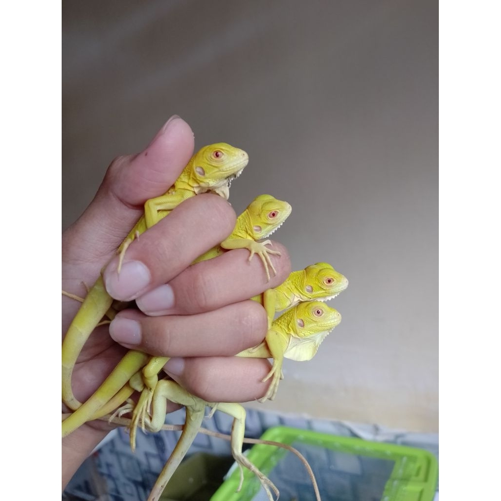 Iguana Green Albino Baby cakep