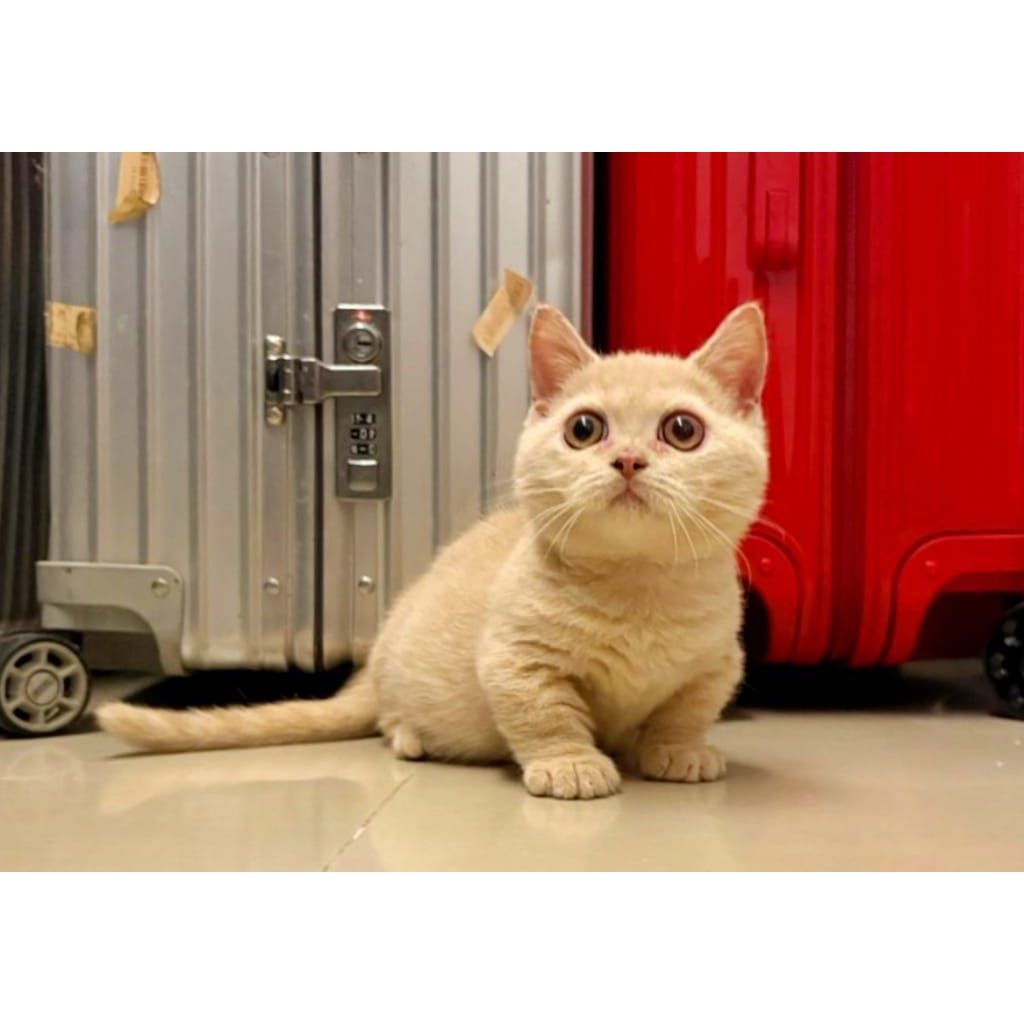 kitten bsh munchkin / anak kucing bsh cebol lucu gemes