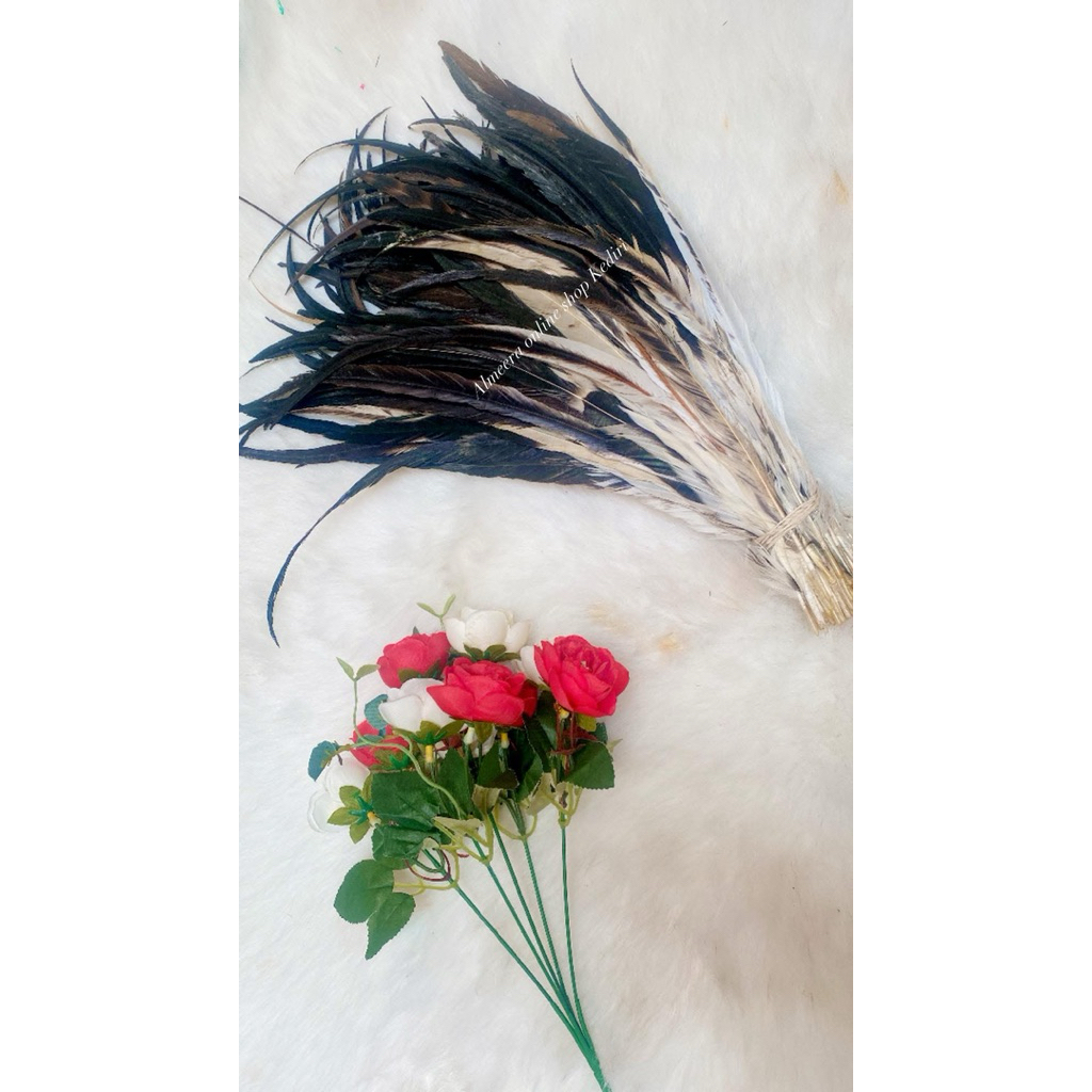 Bulu Ayam Jago Asli Hitam/ Putih/ Bulu ayam Panjang 27-45 cm