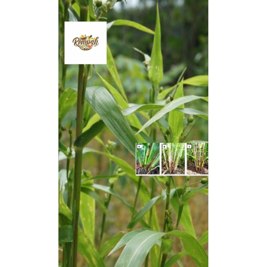 bibit pohon hanjeli per 3pcs