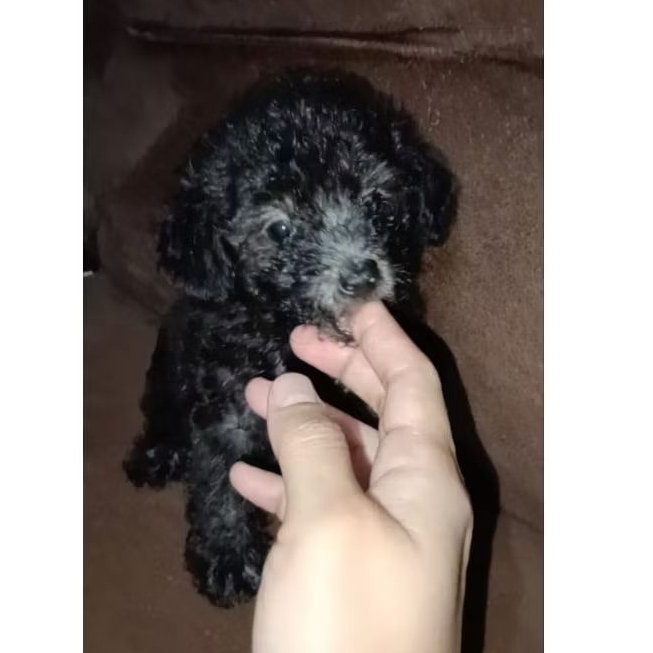 silver poodle toy poodle silver jantan betina