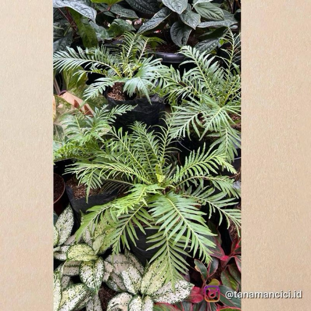 tanaman hias pakis indoor pakis gibum blechum rea pict