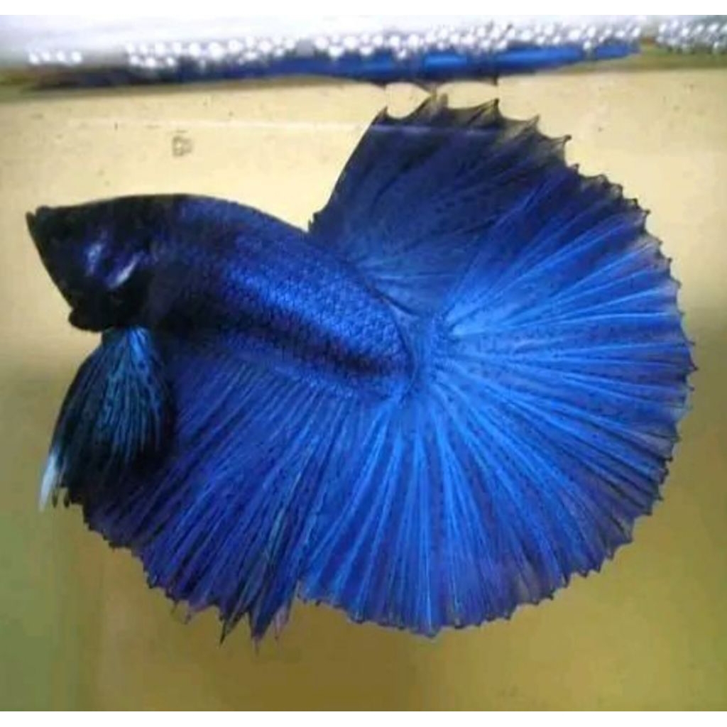 Ikan Cupang Slayer HM Sepasang