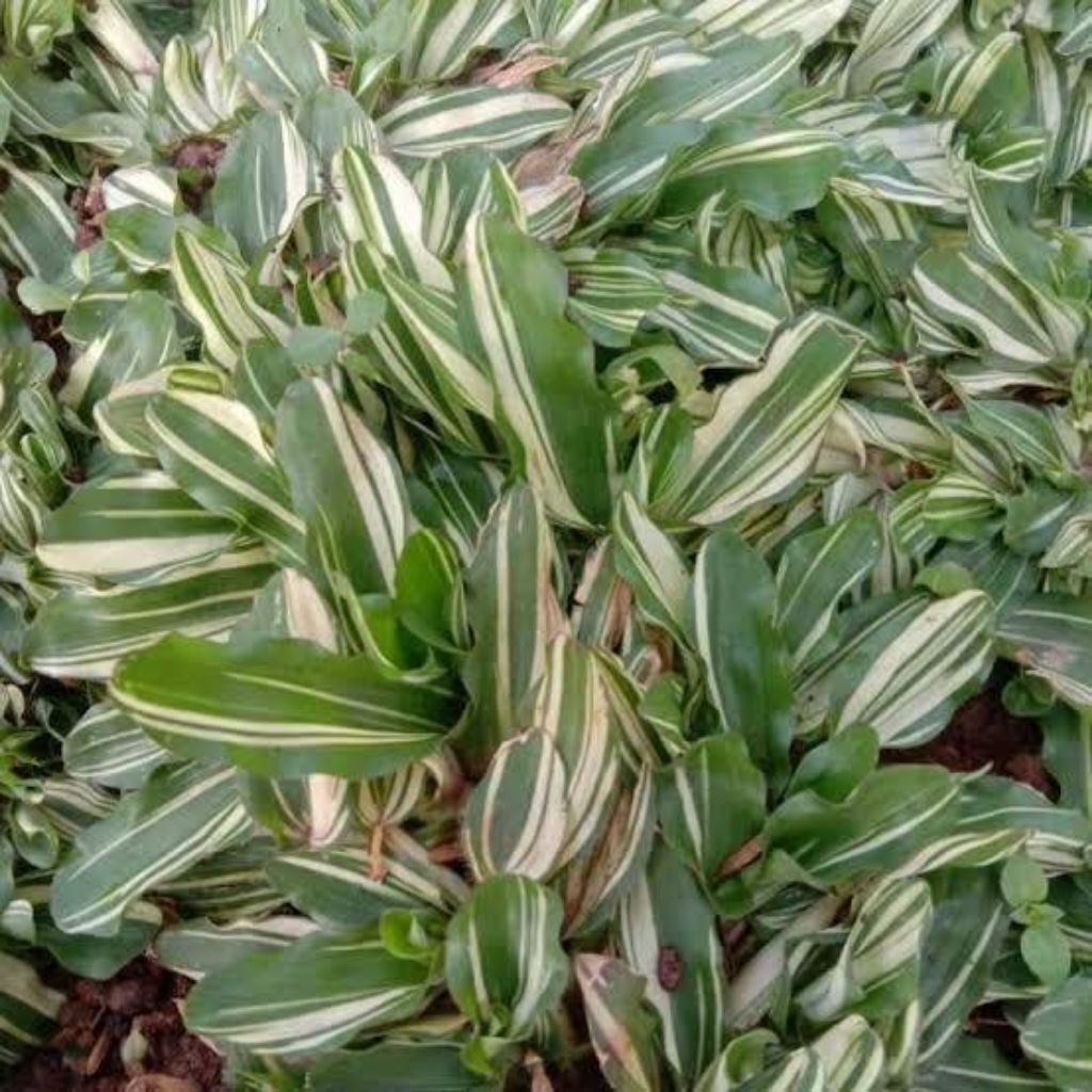 rumput gajah mini varigata per 1 meter