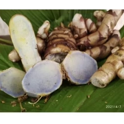 . kunyit hitam. temu hitam. Temu Ireng Pres 1 kg, fres, temu hitam