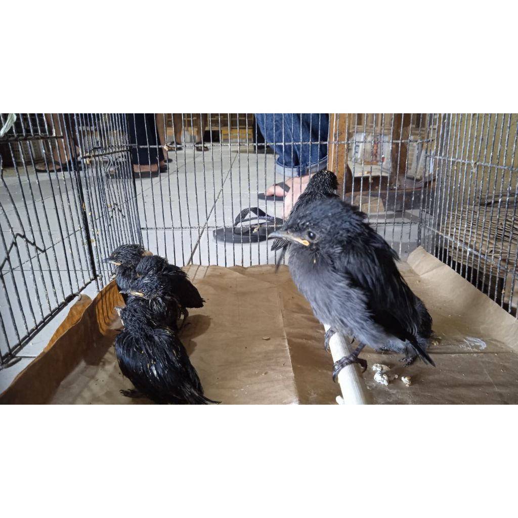 Srigunting abu Lolohan Palmerah