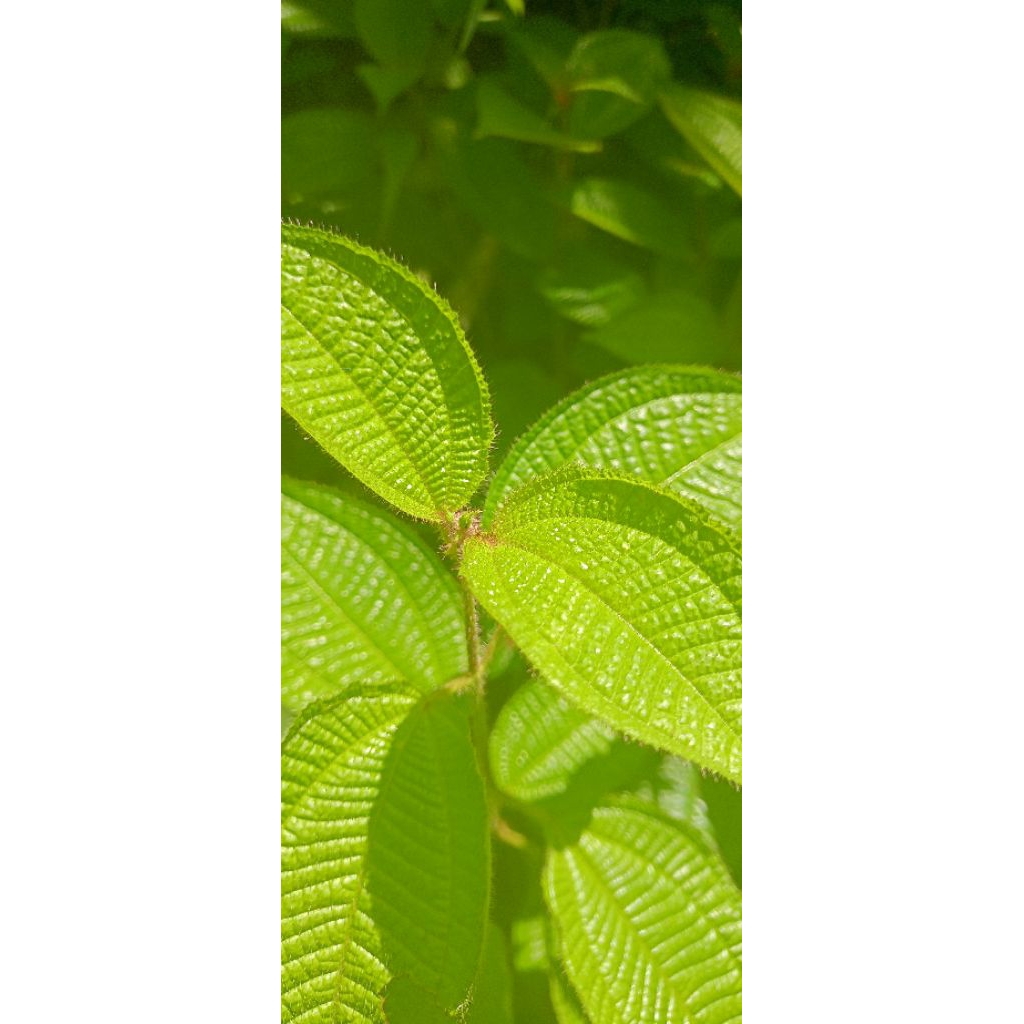 daun senggani bunga putih