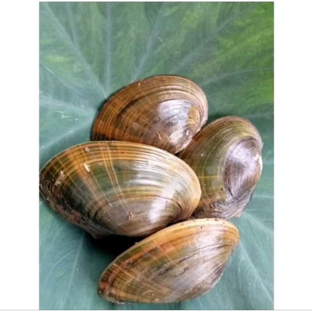 Jual Kerang Kijing siput, kerang air tawar 500 g
