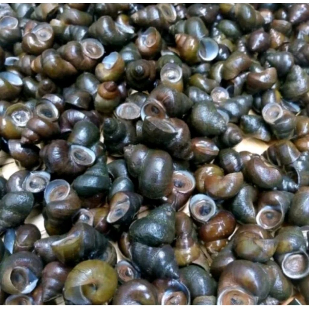 Jual Tutut mentah/Keong sawah 500g