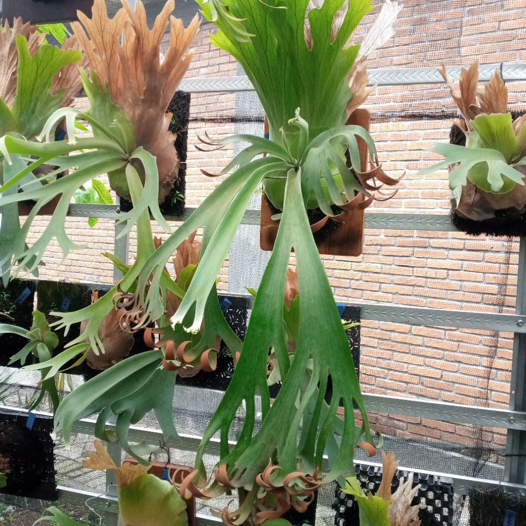 platycerium willinckii roll . simbar menjangan .