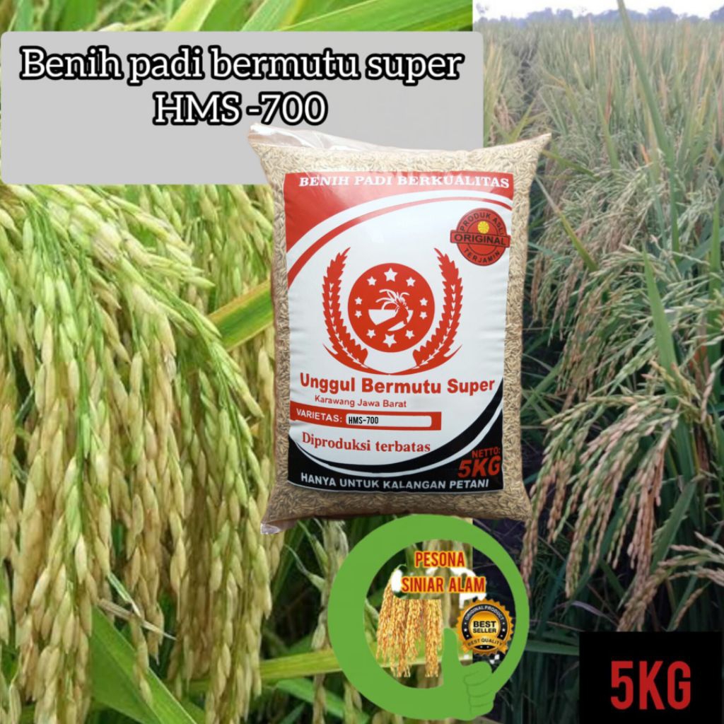 BIBIT PADI HMS-700 SUPER 5KG HASIL MELIMPAH PRODUKSI TINGGI