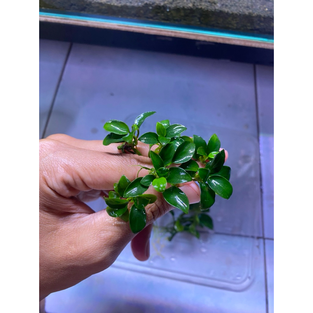 Tanaman Aquascape Anubias Petit