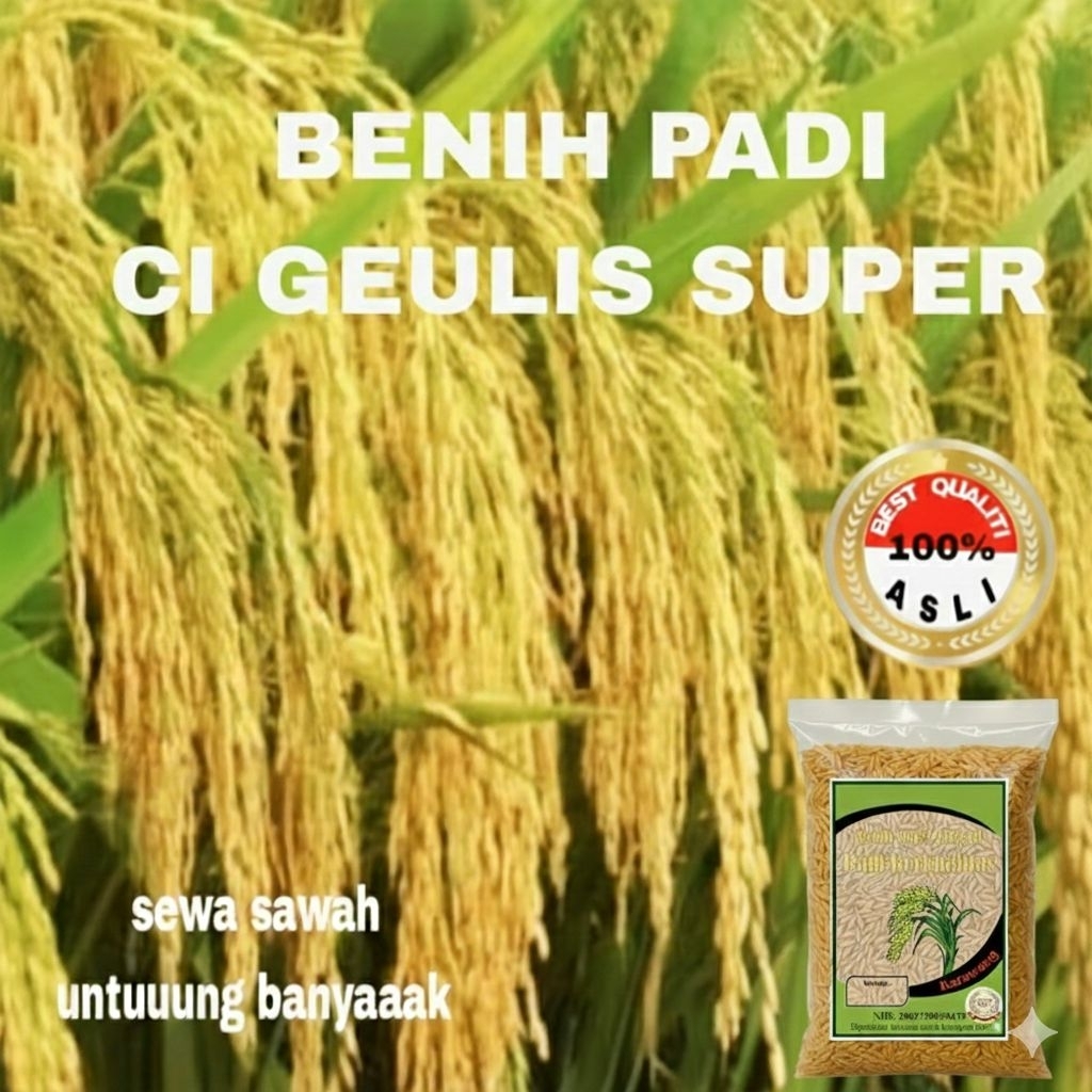 5KG BENIH PADI UNGGUL CI GEULIS Nasi Pulen Panen Paten