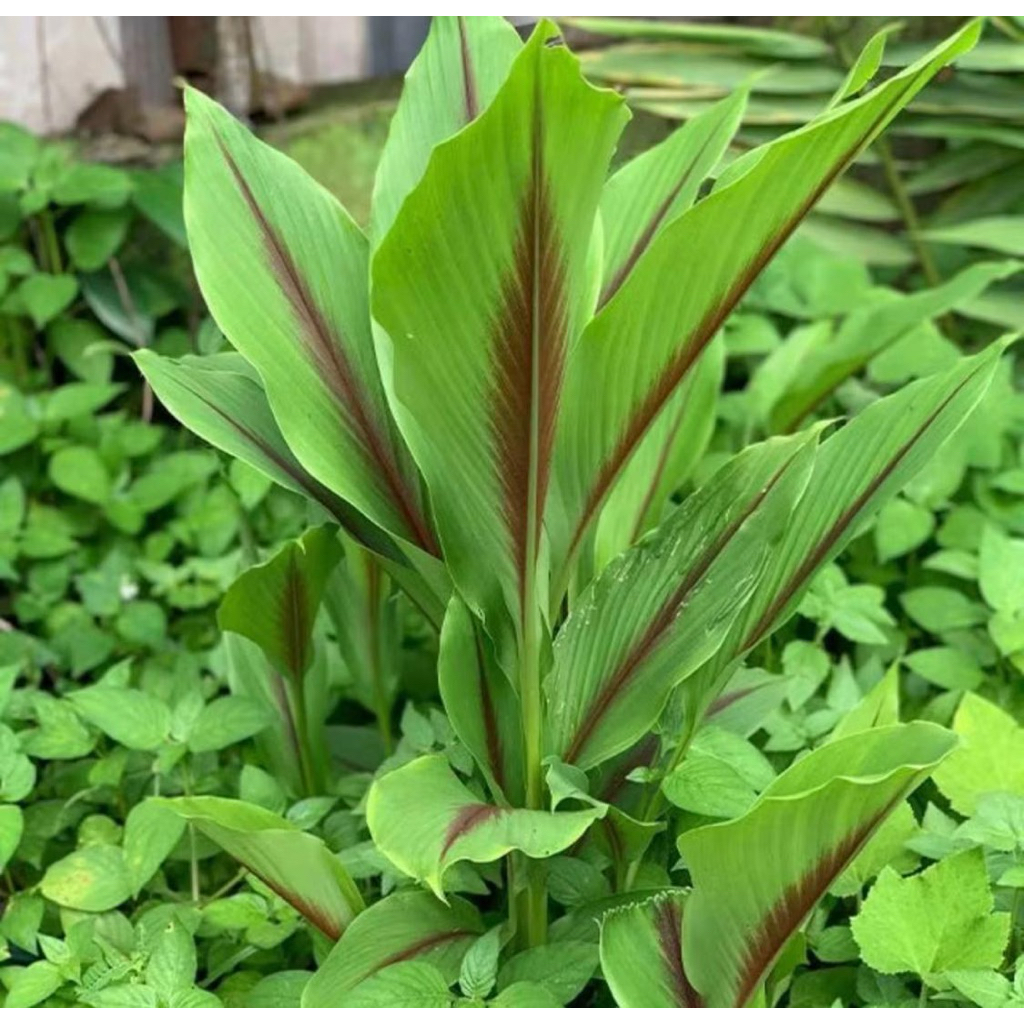 kunyit/temu putih berkualitas obat kanker