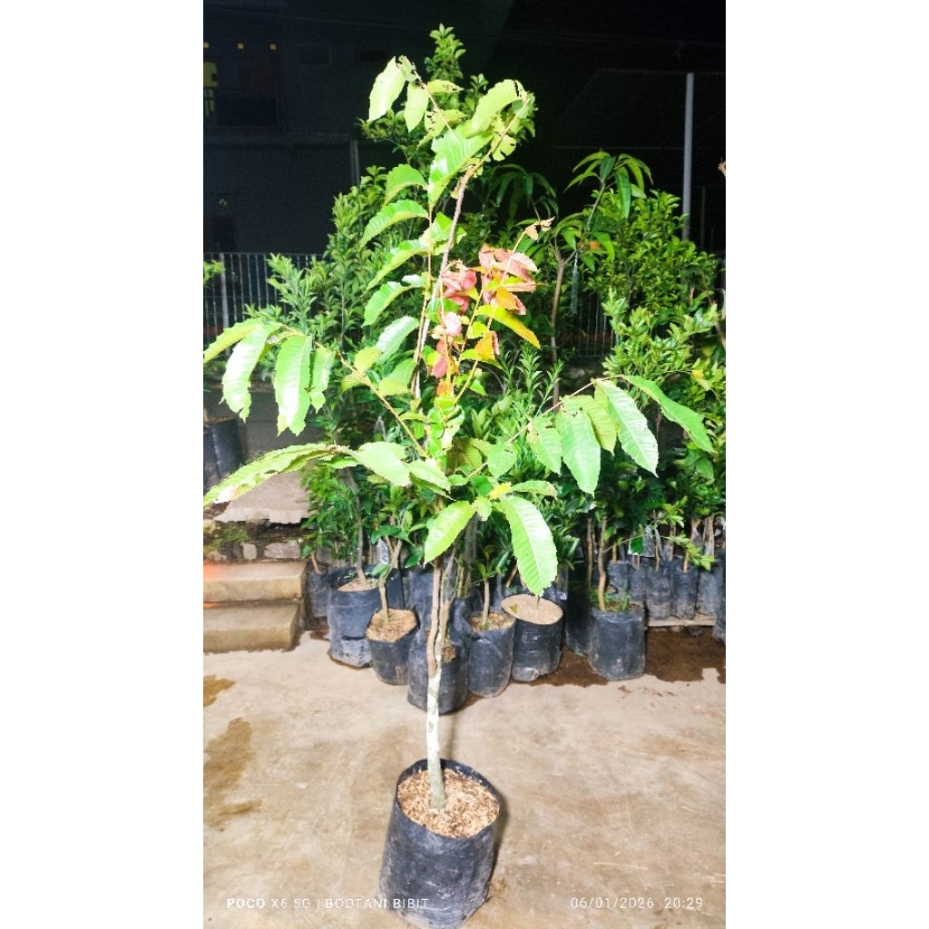 Tanaman Buah Matoa cangkok