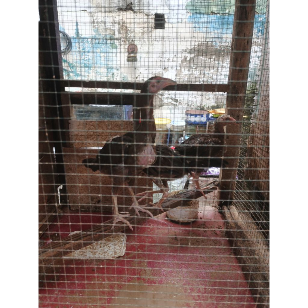 Anakan ayam bangkok MANGON umur 3 bulan (PAKET 4 EKOR)