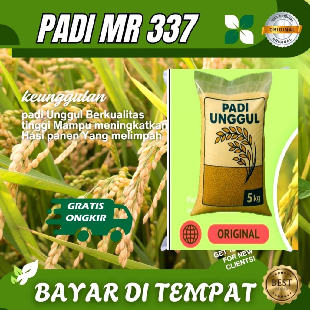 benih padi original jenis mr337 5gk