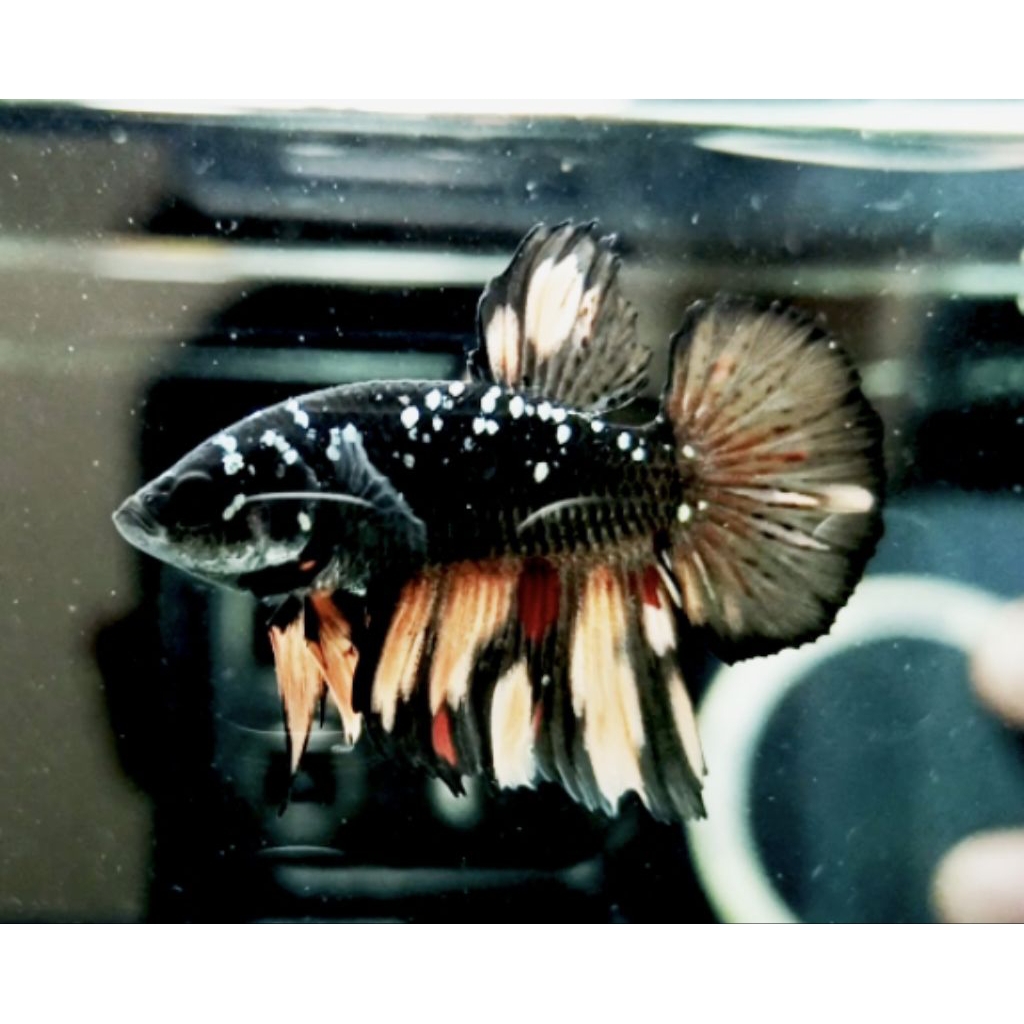 PLAKAT AVATAR COOPER NEMO