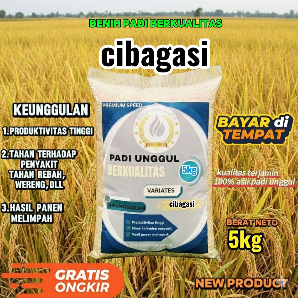benih padi unggu CIBAGASI berkualitas kemasan 5kg