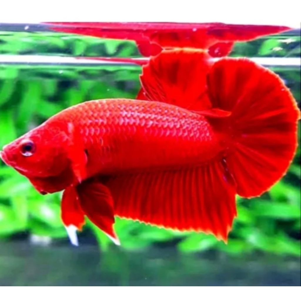 hiasan kamar cupang plakat super red dewasa