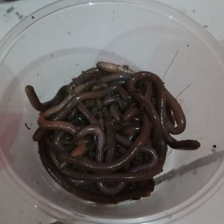 umpan bawal ( ulat pisang & cacing kalung )