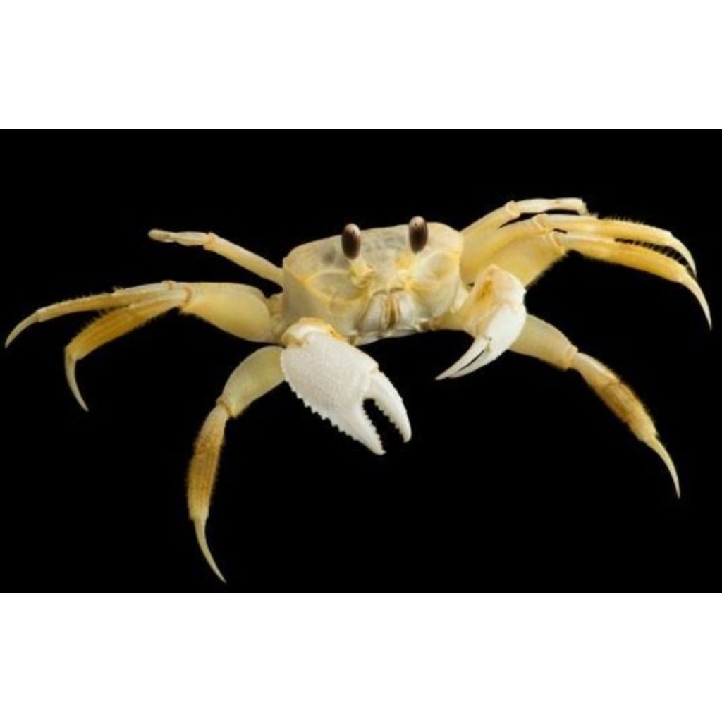 Ghost Crab / Yellow Atlantic / Kepiting Darat Hias Paludarium