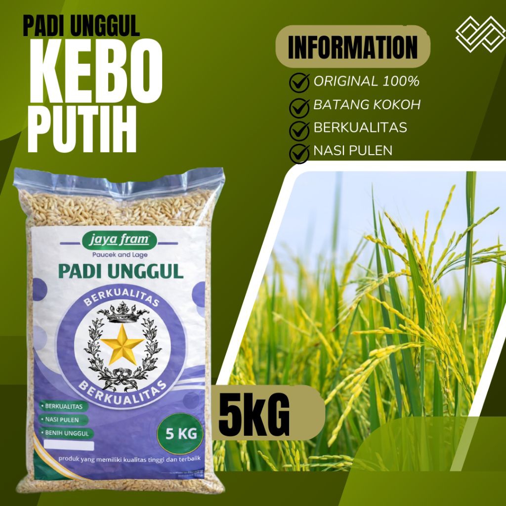 Benih padi unggul Kebo putih kemasan 5kg berkualitas