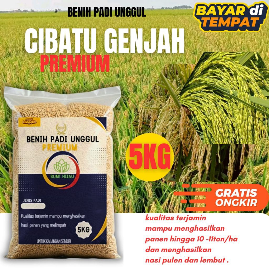 BIJI BENIH PADI CIBATU GENJAH UNGGUL 5, KG.