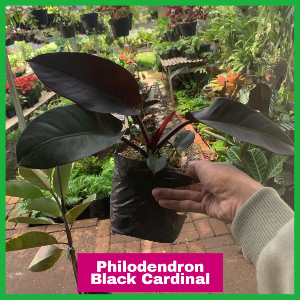 Tanaman Hias Philodendron Black Cardinal — Tanaman hias black cardinal