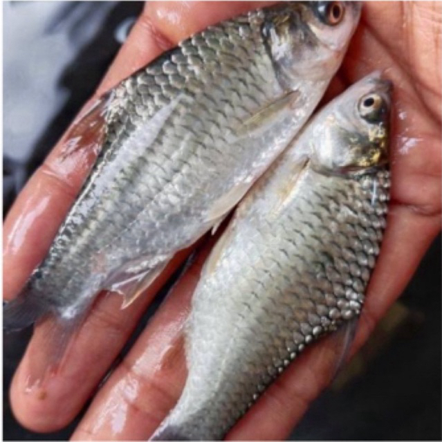 Bibit ikan tawes sehat berkwalitas 2-3 jari siap kirim