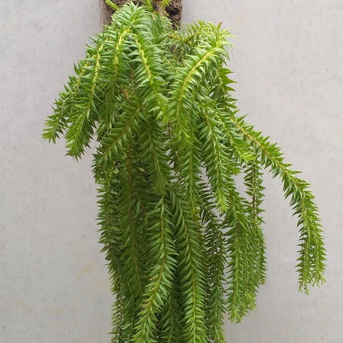 Huperzia phlegmaria kumpai huperzia murah huperzia rimbun tanaman pendamping anggrek