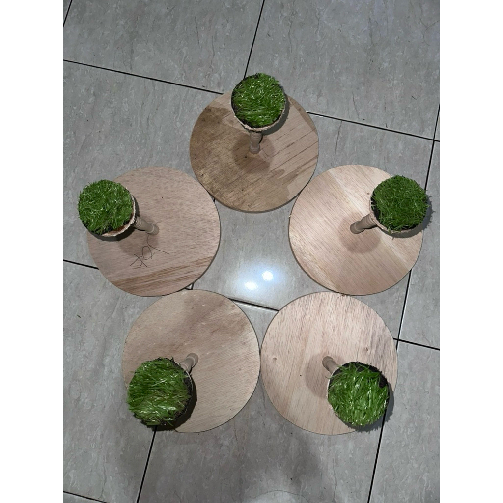 Tangkringan Burung Alap Alap Capung