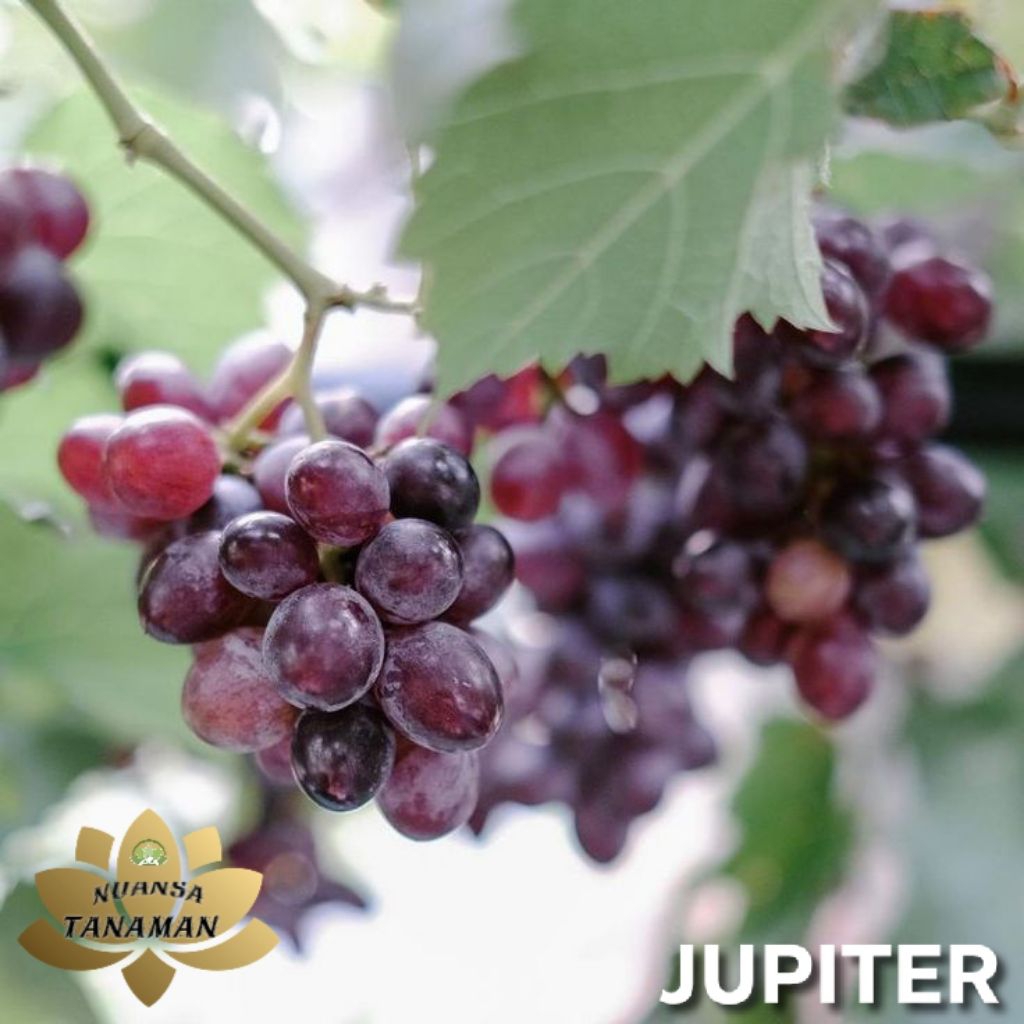 Tanaman Pohon Buah Anggur Jupiter Siap Tanam/Pohon Buah Anggur Jupiter Siap Tanam