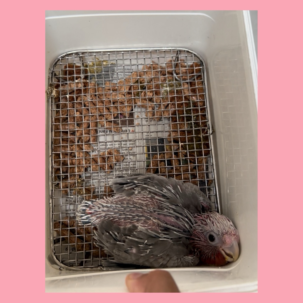 Tatakan Alas Stainless Anakan Burung Kakatua Conure Falk Macaw