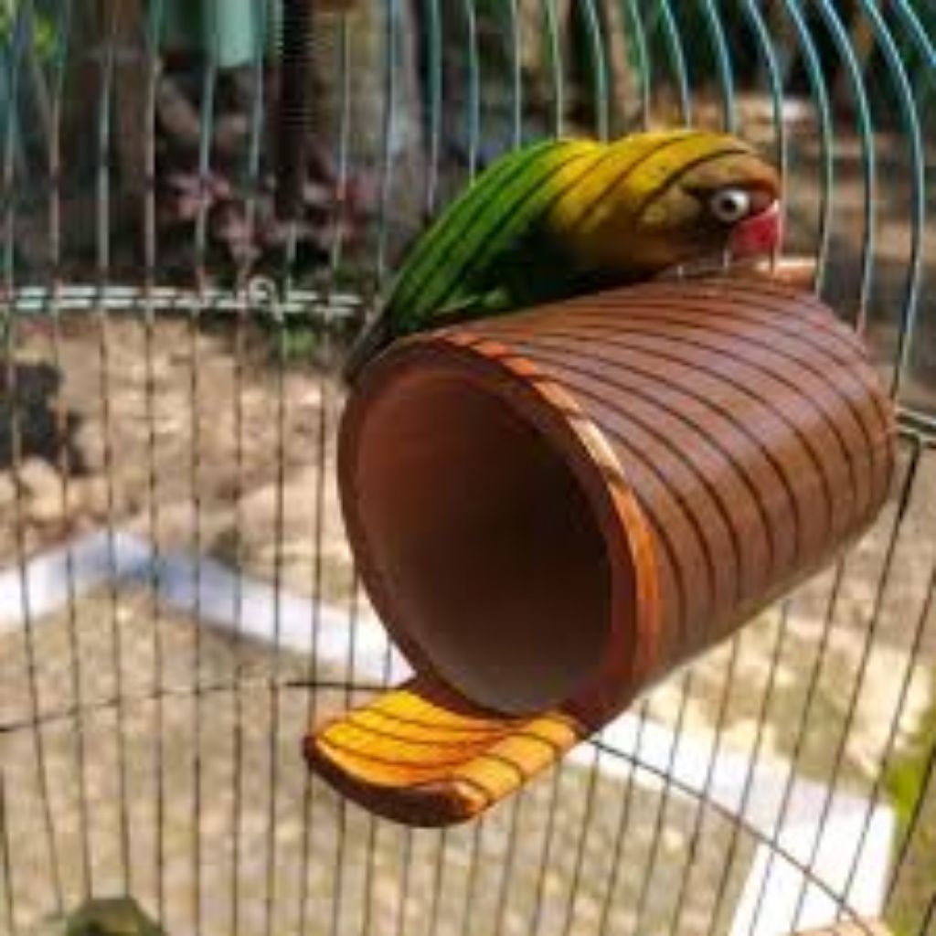 sarang burung Lovebird