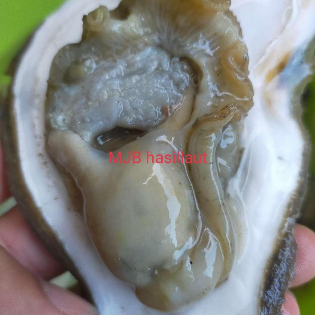 oyster, tiram, kerang tiram, tiram hidup, 1kg ,frozen