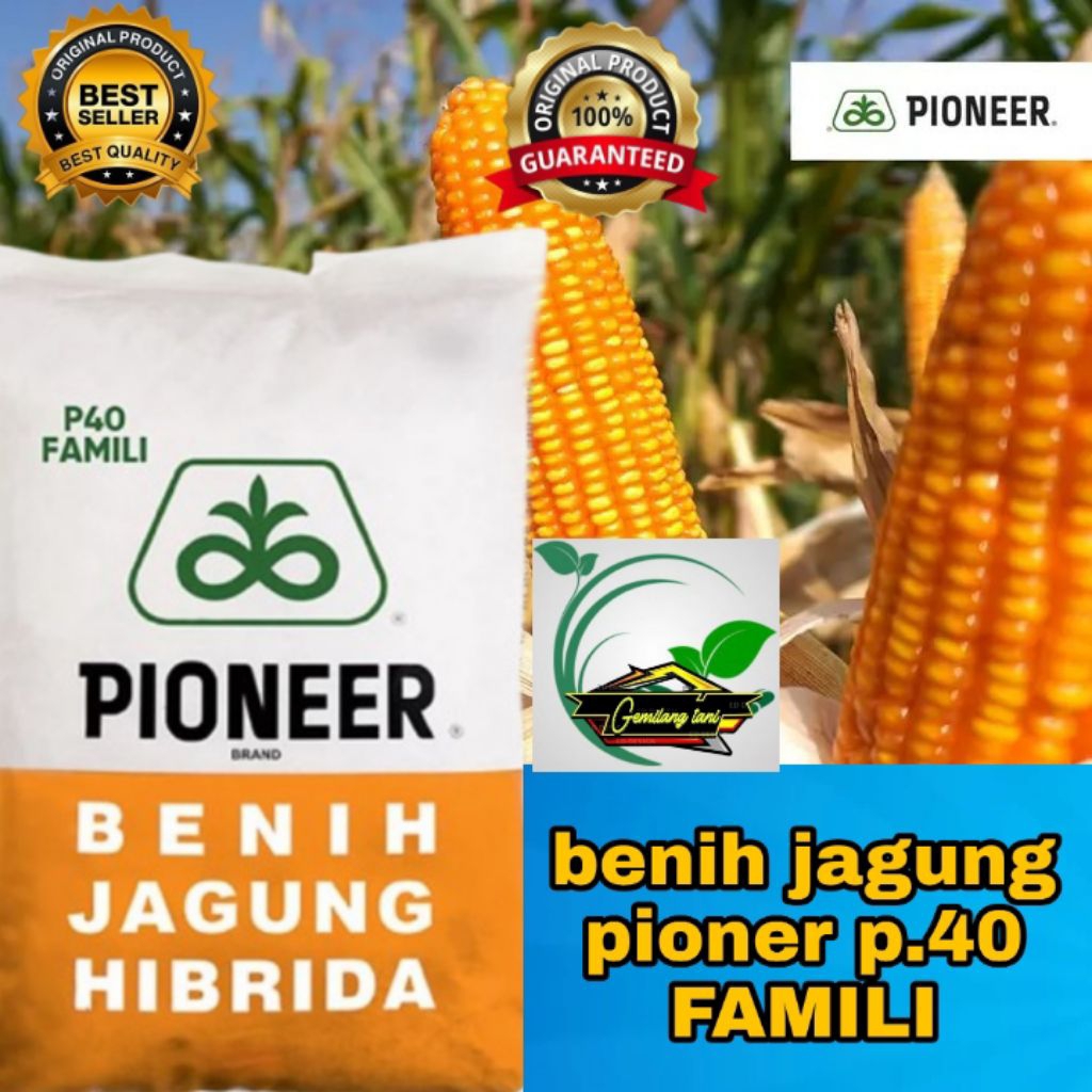 BENIH JAGUNG HIBRIDA UNGGULAN PIONEER / P.40 FAMILI