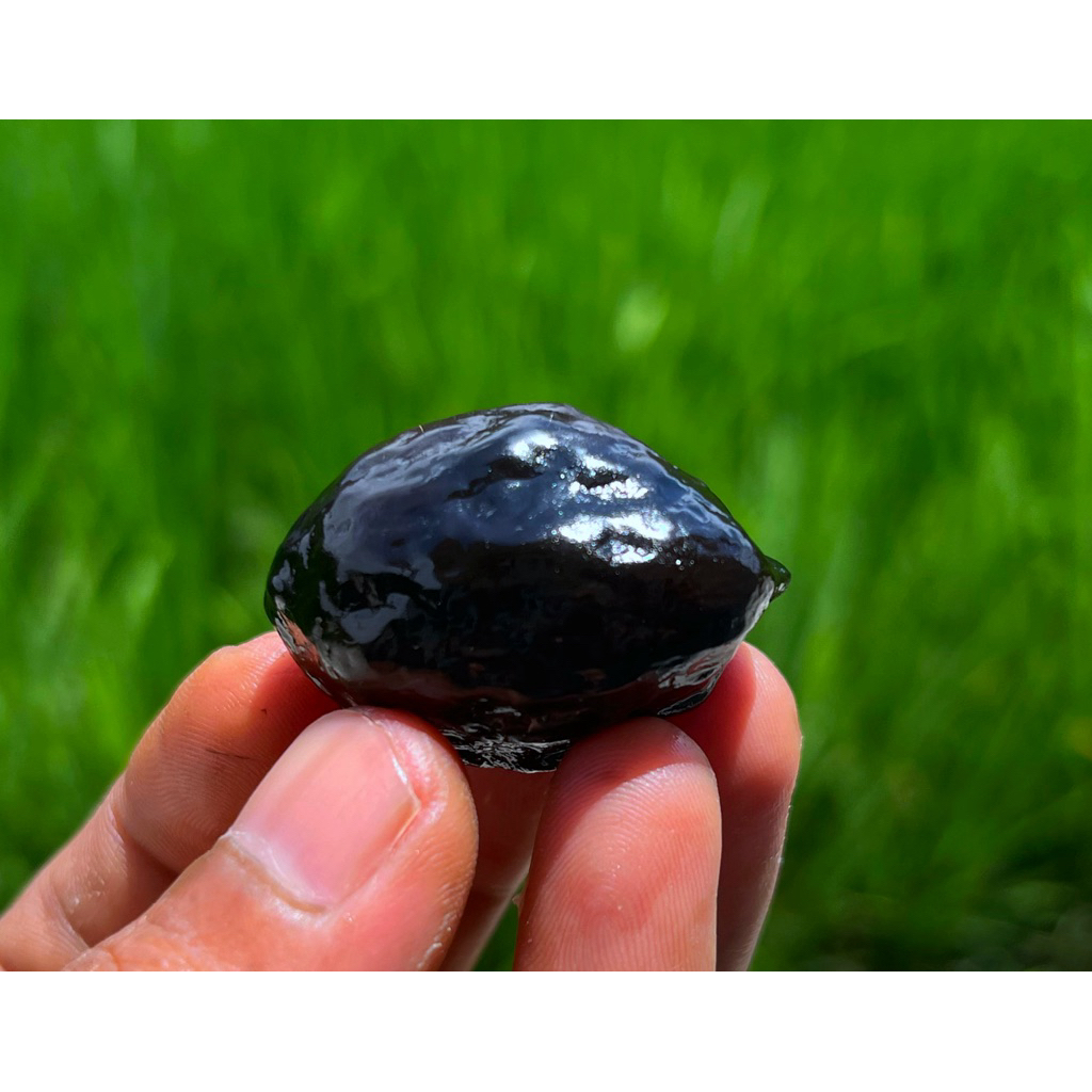 muncang kemiri adu jenis jawa ORI DEA