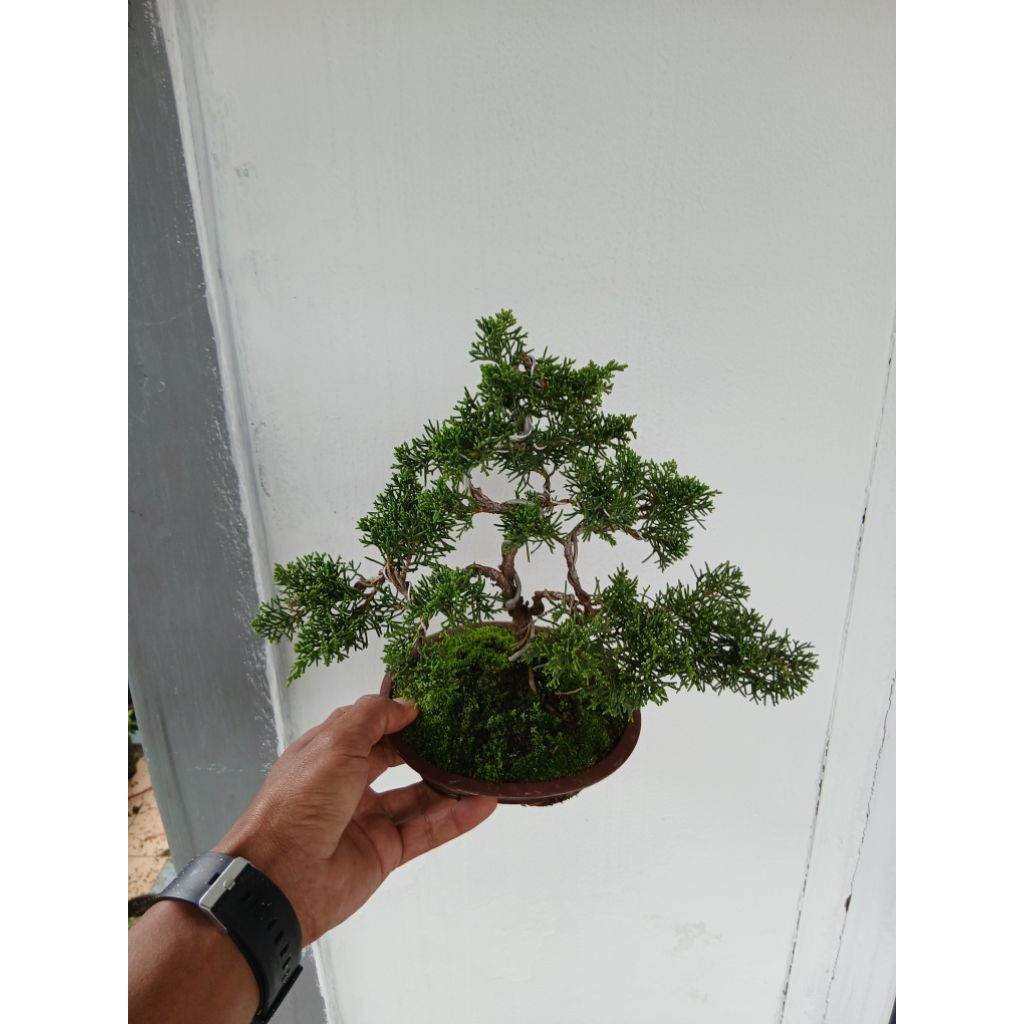 bonsai cemara sargenti