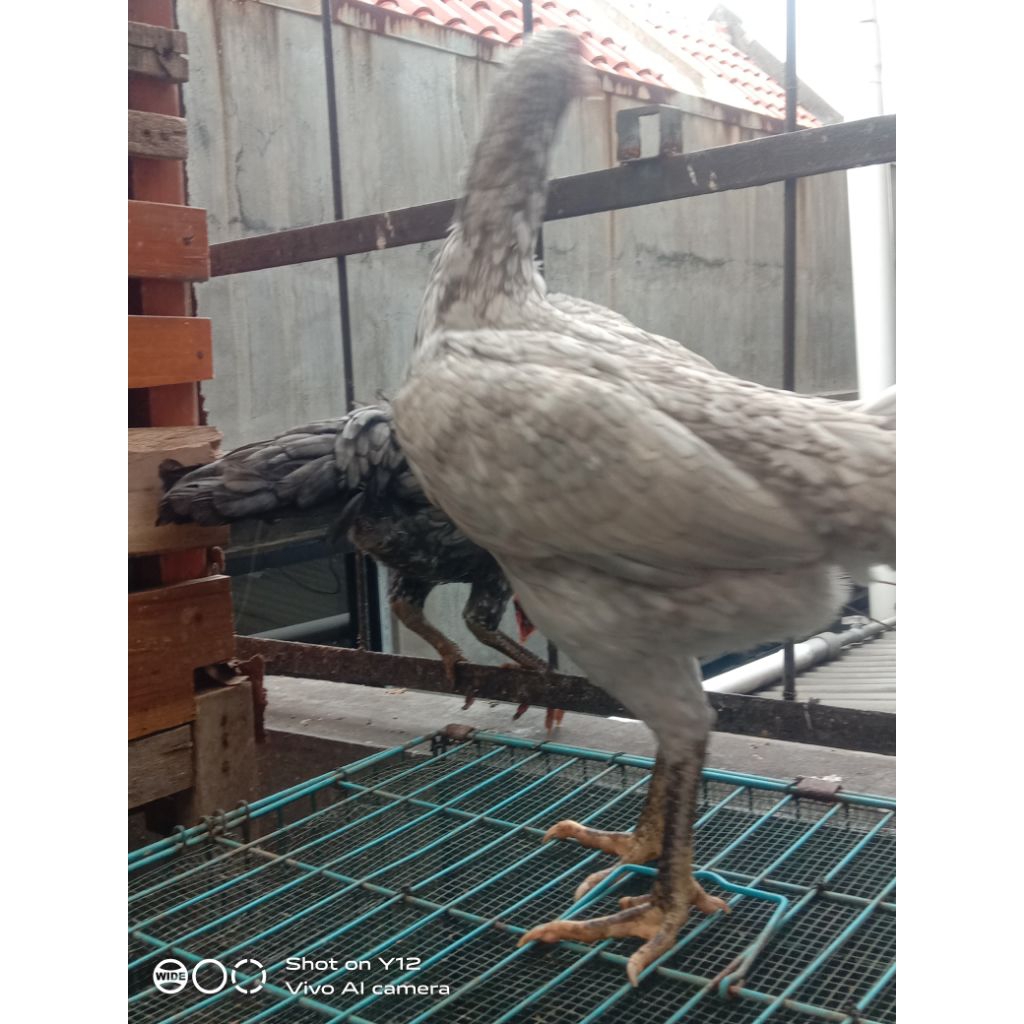 Ayam kampung potong fresh